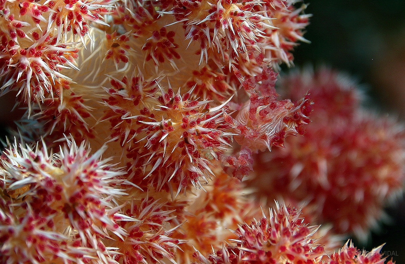 Raja Ampat 2016 - Hoplophrys oatesii - Crabe des alcyonaires - IMG_4432_rc_filtered.jpg